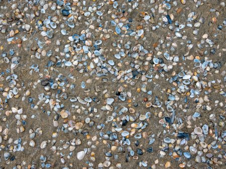 Téléchargez les photos : Coquilles sur la plage de sable. De nombreux types de coquilles sur le sable. - en image libre de droit