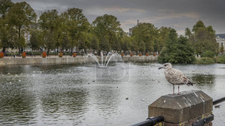Photo for Seagull standing at the Hohvijfer canal in The Hague ,Den Haag. - Royalty Free Image