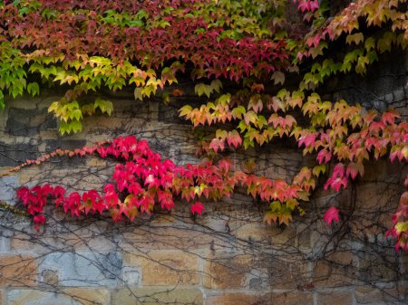 Foto de Hojas de otoño En maravillosos colores degradados de verde, rojo y amarillo - Imagen libre de derechos