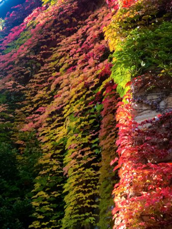 Foto de Hojas de otoño En maravillosos colores degradados de verde, rojo y amarillo - Imagen libre de derechos
