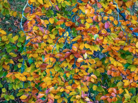 Foto de Hojas de otoño en el árbol en colores otoñales. - Imagen libre de derechos