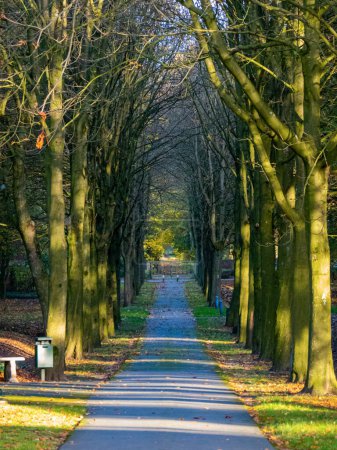 Téléchargez les photos : Un sentier pédestre dans une forêt en automne. - en image libre de droit