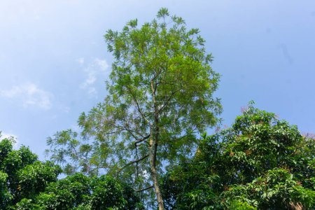 Foto de Petai y árboles largos lado a lado sobre un fondo de nubes y cielo azul - Imagen libre de derechos