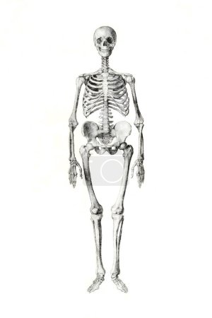 Photo for Human Skeleton drawing isolated on white background in high resolution, Anterior View. Skeleton drawing for educational use. - Royalty Free Image