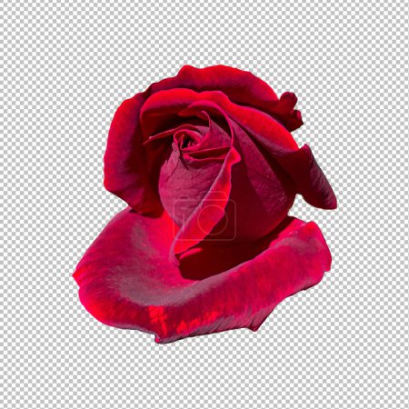 Red bud rose isolated on png background for Valentine's day romantic concept.