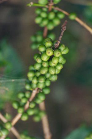 Vertical Close up Green seed berries harvest arabica coffee garden. Green coffee bean berry plant fresh raw seed coffee tree growth in eco organic farm. Fresh coffee bean green leaf bush berry plant