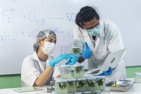 Scientist teams consult together with biochemistry plants tissue culture biotechnology science. Biotech Laboratory teamwork man and woman discuss look at Glass Petri Dish,  plants tissue culture jar