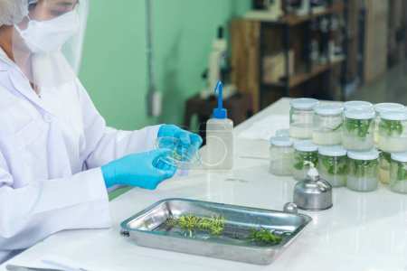 Biochemistry asian Scientist women working plants tissue culture biotechnology in science lab. Biotech Laboratory asian woman look at Glass Petri Dish, plants tissue culture jar. Biosynthesis process