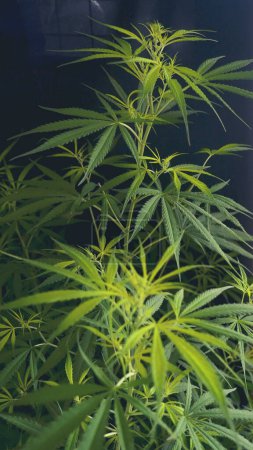 Vertical Green weed Marihuana planta de cannabis planta narcótico a base de hierbas en invernadero CBC. Hoja de cáñamo hizo cannabis petróleo crudo granja de medicina. CBC, THC herb agriculture Weed leaf Drug. Concepto de sostenibilidad