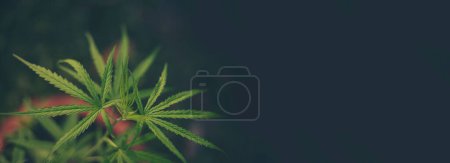 Banner Grünes Unkraut Marihuana-Baum Cannabis-Pflanze Betäubungsmittel Kräuter in CBC Gewächshaus. Panorama Hanfblatt machte Cannabis Rohöl Arzneimittelfarm. CBC, THC-Kräuteranbau Unkrautblattdroge mit Kopierraum