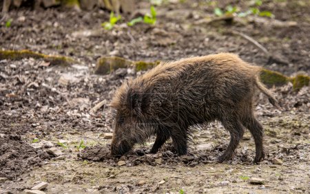 Wildschweine - Sus scrofa - graben nach Nahrung im Schlamm