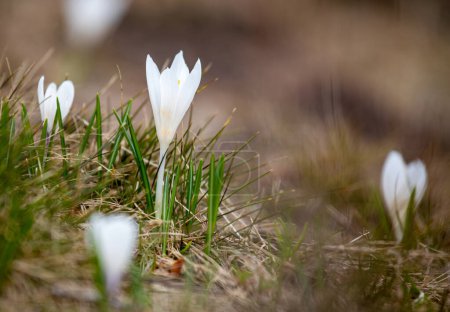 Photo for Close up Spring Blooming White Crocus Vernus Flowers. Top View. Natural Light Selective Focus. - Royalty Free Image