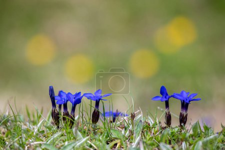 Photo for Natural flowers of Gentiana verna, the spring gentian - Royalty Free Image