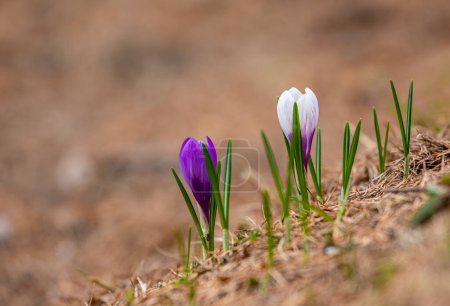 Photo for Crocus albiflorus. Free nature. Wild nature of swiss alps. - Royalty Free Image