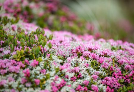 Photo for Beautiful alpine folwer - Kalmia procumbens - alpine azalea or trailing azalea. Tiny pink flowers blooming in the swiss alps - Royalty Free Image