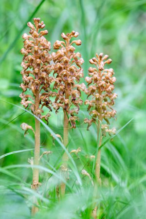 Photo for Neottia nidus-avis or birds-nest orchid in Swiss Alps - Royalty Free Image