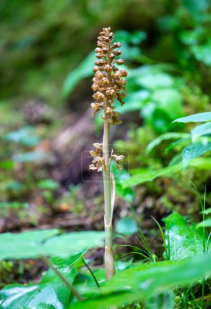 Photo for Neottia nidus-avis or birds-nest orchid in Swiss Alps - Royalty Free Image