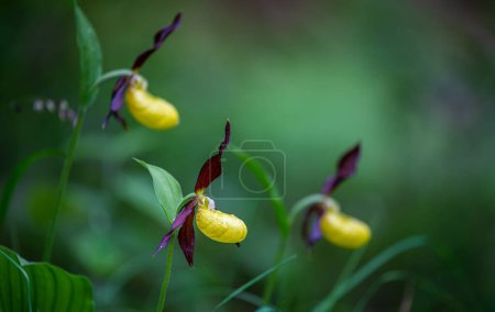 Foto de Orquídea zapatilla ladys amarillo - Cypripedium calceolus en los Alpes suizos - Imagen libre de derechos
