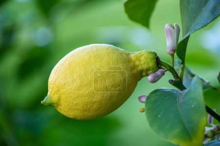 Natural bright yellow citrus lemon on the green background. One lemon and young flowers on branch with leaves