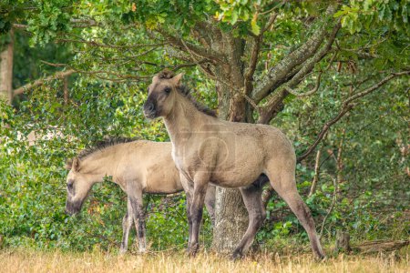 Téléchargez les photos : Beaux chevaux sauvages dans la forêt à Marielyst, Danemark - en image libre de droit