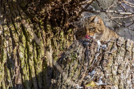 Wild Cat, Felis silvestris, animal in the nature tree forest habitat, Central Europe.