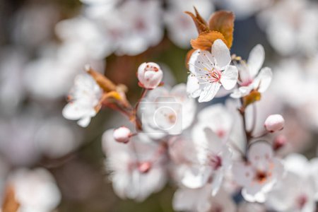 Prunus cerasifera or common names cherry plum and myrobalan plum branch with flowers and leaves in spring.