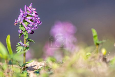 Corydalis cava flowering plant. Purple flowers in spring time.