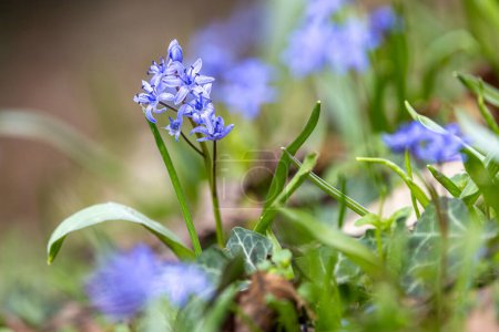Planta con flores alpina squill - Scilla bifolia - en un hábitat natural