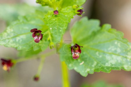 Hfigwort mediterráneo - Scrophularia peregrina - planta con flores pequeñas