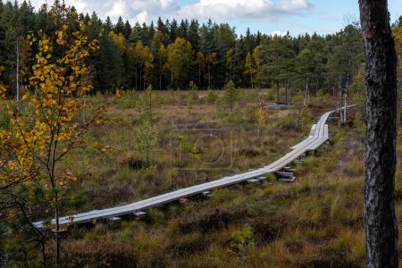 Zona pantanosa con pista de madera de pato en otoño. Parque Nacional del Teijo, Salo, Finlandia