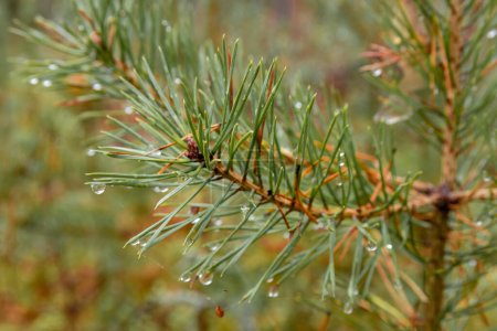 Photo for Close up of a young pine tree branch with water droplets - Royalty Free Image