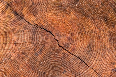 Photo for Close up wood texture of a cut pine tree - Royalty Free Image