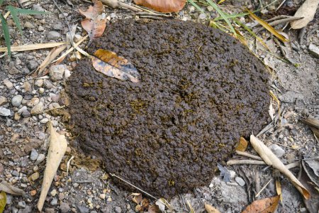 Téléchargez les photos : Big pile of fresh buffalo dung on the ground in nature - en image libre de droit