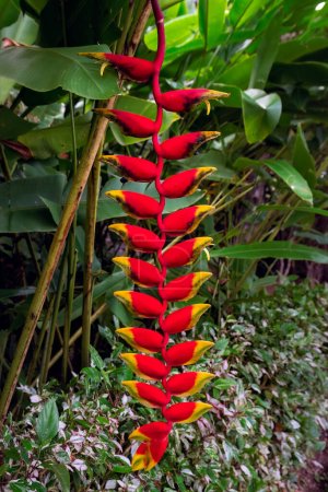 Red Heliconia rostrata, the hanging lobster claw or false bird of paradise in the tropics close up