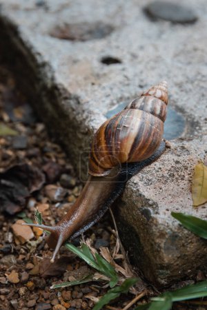 Photo for Giant African Snail (Achatina achatina) slowly crawling off the concrete step in Pai, Northern Thailand - Royalty Free Image