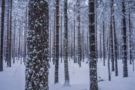 Snow covered trunks of pine trees in winter. Salpausselka, Lahti, Finland.