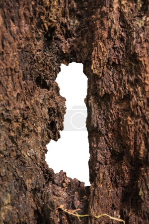 Téléchargez les photos : Hole in the middle of the tropical tree bark texture with white background. Close up with clipping path. - en image libre de droit