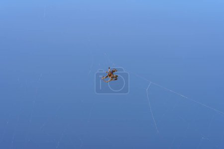 Téléchargez les photos : L'araignée et la toile sur fond bleu - en image libre de droit