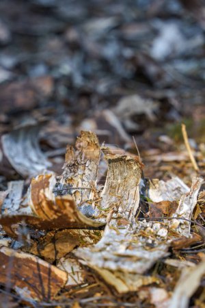 Foto de Corteza de abedul en un suelo forestal en Finlandia - Imagen libre de derechos