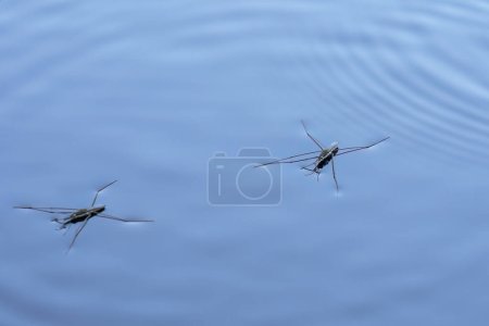 Foto de Estridentes del agua (especie Gerridae) en la superficie del lago, de cerca. - Imagen libre de derechos
