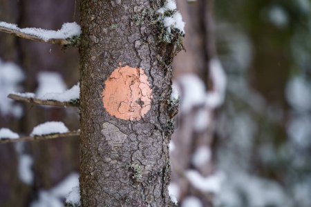 Foto de Marcador de sendero redondo naranja en un pino, cerca en el Parque Nacional Repovesi en invierno. Kouvola, Finlandia. - Imagen libre de derechos