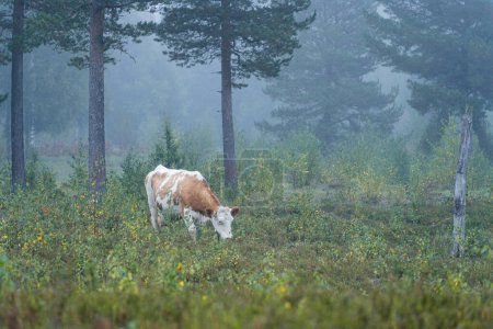 Foto de Vaca pastando en un prado de niebla, temprano en la mañana en Finlandia. - Imagen libre de derechos