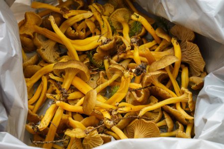 Photo for Freshly picked, uncleaned Yellowfoot mushrooms in a plastic bag, close up. - Royalty Free Image