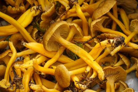 Photo for Freshly picked, uncleaned Yellowfoot mushrooms, close up. - Royalty Free Image
