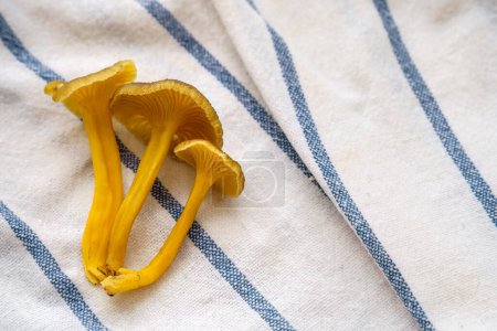 Photo for Close up shot of three Yellowfoot mushrooms (Craterellus tubaeformis), on top of a white kitchen towel with blue stripes. - Royalty Free Image