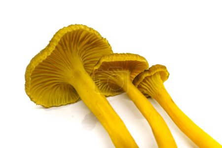 Photo for Three Yellowfoot mushrooms (Craterellus tubaeformis) isolated on white background. - Royalty Free Image