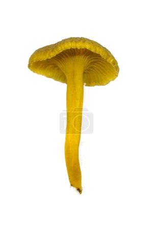 Photo for Yellowfoot mushroom (Craterellus tubaeformis) isolated on white background. - Royalty Free Image