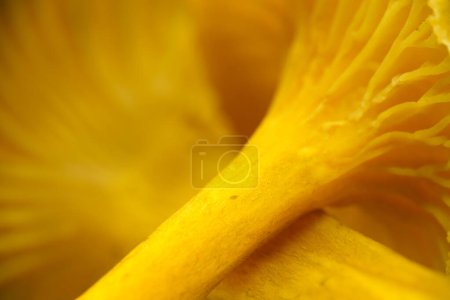 Photo for Extreme close up of the stem of the Yellowfoot mushroom (Craterellus tubaeformis) - Royalty Free Image