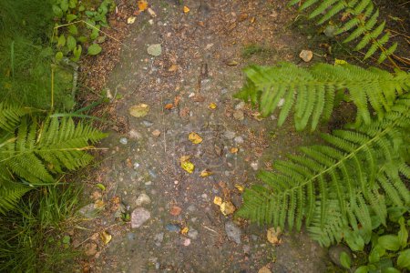 Foto de Vista superior de un camino de grava en un bosque con hojas caídas - Imagen libre de derechos