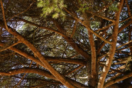 Branches de pins entrelacées contre le ciel bleu